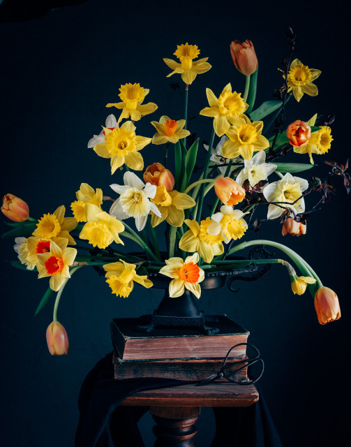 A floral arrangement of bright yellows and oranges on a dark blue background. The arrangement sits on two vintage books on a pedestal, their spines turned away so the page edges face the camera, with a black cloth draped over the pedestal. On the right corner of the books a pair of small vintage shears lean. Orange tulips bend gently over the arrangement vessel's sides, matching orange-cupped daffodils spread through a collection of pale cream and standard yellow blooms. The arrangement is loosely wedge-shaped, with the largest part in a high rounded curve at the upper right, narrowing to the small cluster of flowers in the lower left. 
