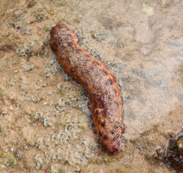 Mottled brown sea cucumber in shallow water. The sea cucumber is reddish brown with dark brown spots. It has the shape of a slug. The background is pale brown with unidentified squiggly shapes.