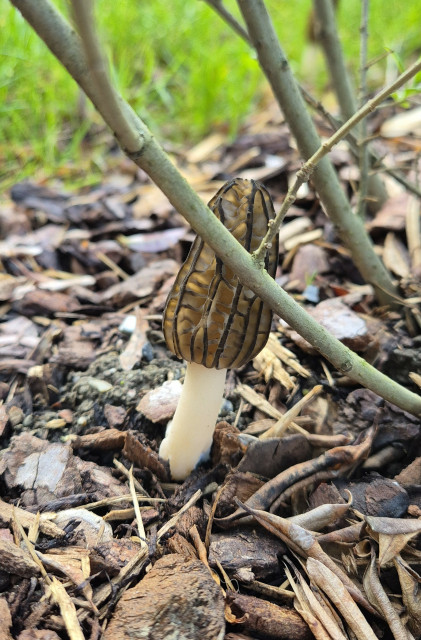 Pilz wächst auf Mulch unter einer Hecke. Sieht aus wie eine Morchel. 