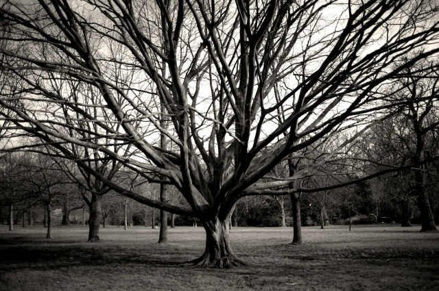 Monochrome photo of a bare tree with a short trunk that splits into many large branches, almost impossibly filling and extending beyond the frame. Behind it on a lawn are several other smaller trees with longer trunks and smaller branches.