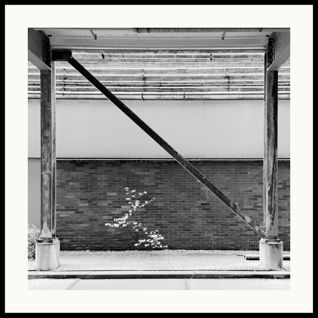 b&w - very young tree in front of a brick wall in a largely covered back alley. vertical and diagonal beams create a frame within a frame.