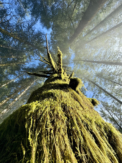 Looking up the trunk of a large moss covered tree in morning sunlight. Thick strands of light green moss mostly cover the tree and partial limbs. Sun is shining on the tree from the right. A canopy of trees overhead with blue sky showing through.