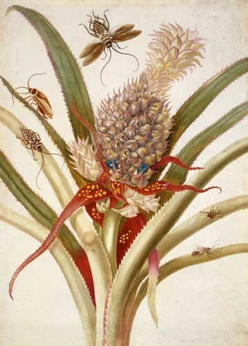 Plate 1 of Metamorphosis, showing a pineapple and cockroaches

Maria Sibylla Merian - from Metamorphosis insectorum Surinamensium, Plate I.