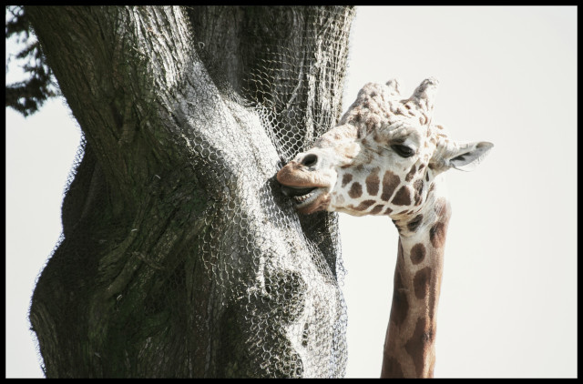 A giraffe with an impish look leans against a fat tree trunk and tries to give the trunk a nip. A wrapping of chicken wire protects the tree from all but the occasional slobber.