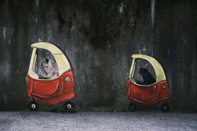 Streetart mit zwei gemalten Autos. Im linken sitzt ein Hund. Im rechten eine Katze.