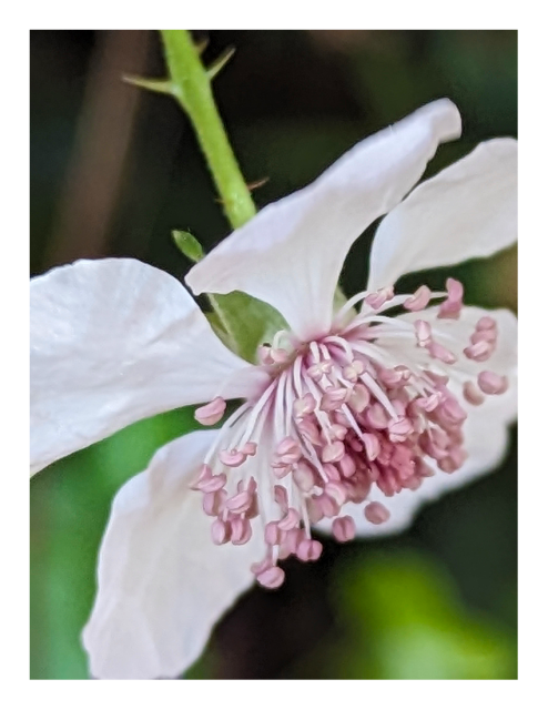 extreme close-up of a white flower with 5 petals on a thorny stem, facing down with pale pink stamen. the background is out of focus.