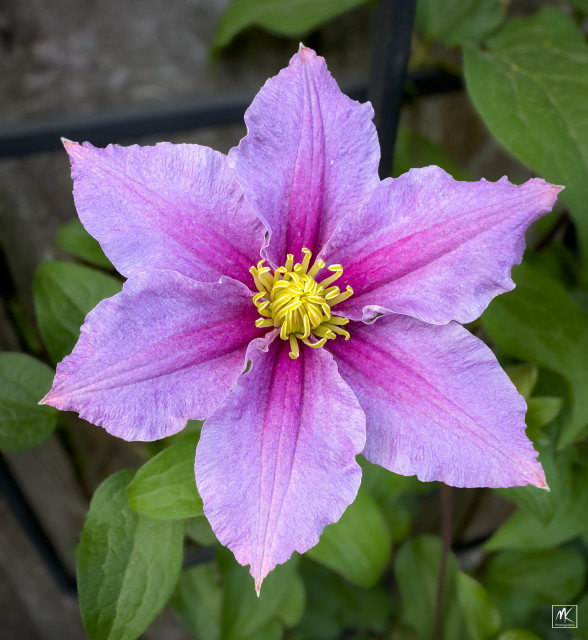 Close up color photo of a six-petaled pink & lavender colored clematis flower with yellow stamens in the center.