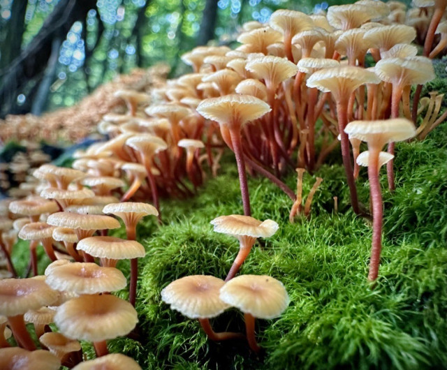 Mossy area covered in small orange-ish tan mushrooms