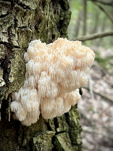 White Lion’s Mane on side of tree trunk