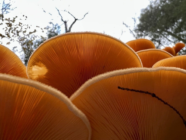 gills of an orange/brown mushroom viewed from below