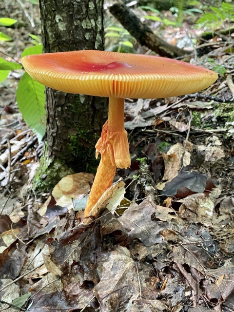 Amanita mushroom, yellows and reds, fully open viewed from side you can see the gills