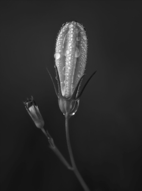 Black and white macro photo of a Scottish bluebell. The blossom of the bluebell is still closed and covered in small water droplets. The picture shows a large main blossom in the center and a small one growing from a lower part of the stem. The background is entirely out of focus.