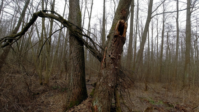 Два сухих дерева, стоящие буквой V, одно с огромным дуплом, через них обвивая проходит третье дерево, потоньше и увитое каким-то паразитарным вьюнком.