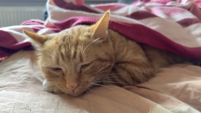 George the cat sleepy under a blanket 