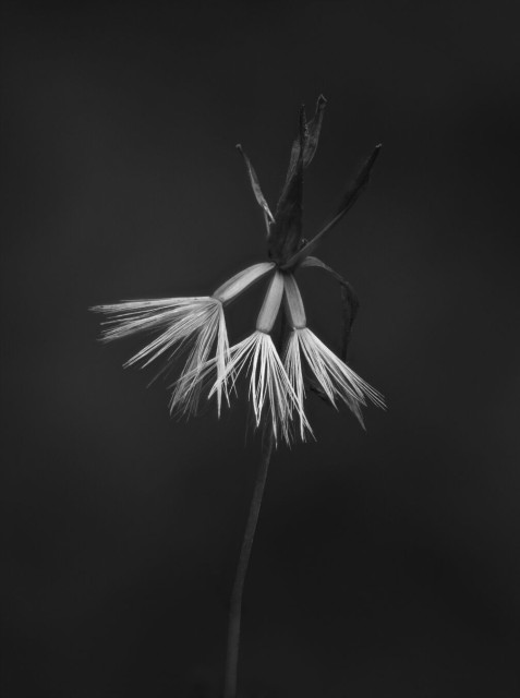 Black and white macro photo of three seeds on a common weed. The seeds are pointing downwards and have feathered out, white hairs. Above them are small leaves pointing upwards. The plant is positioned in the center of the image. The background is entirely out of focus.