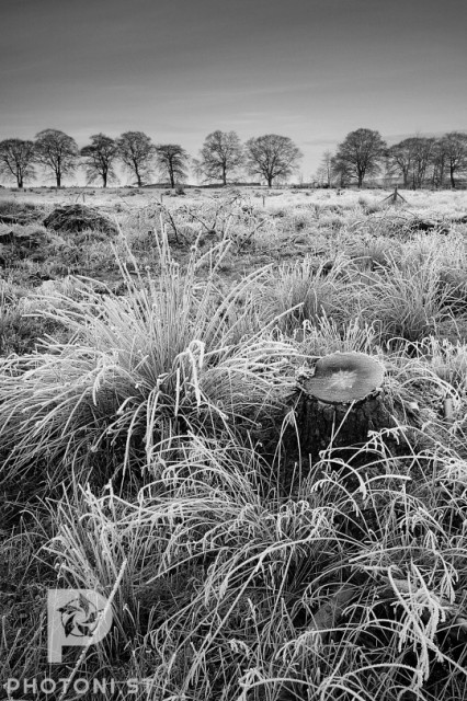 Frozen grass in a field with a log. A row of trees on the horizon. Monochrome.