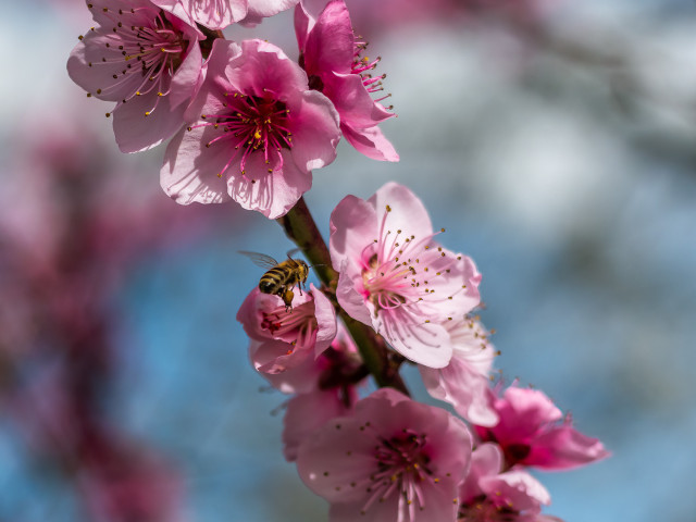 Pfirsischblütenzweig mit Bienchen im Anflug.
