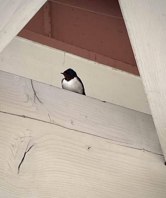 Photo of a swallow resting on a beam under the roof of a market.
The photo didn't do it justice, but their heads were a shiny green and very gorgeous color.