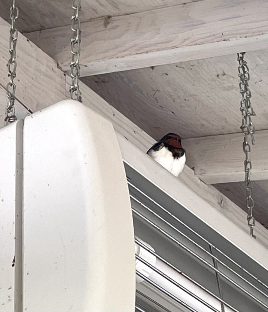 A photo of a swallow sitting on a light installed under the roof of a market to repel insects.
 They seemed to be looking for the best place to nest.