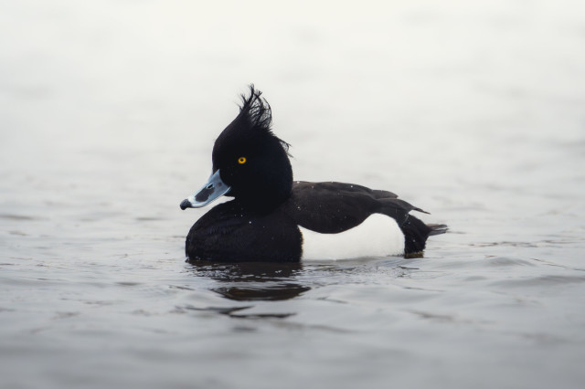 Tufted duck on light blue water, with hazy light coming from the top. The bird is in focus, foreground and background is blurred. The bird has a black body, white side, gold eye, dark duck beak, and feathers on top of the head that stand upwards.