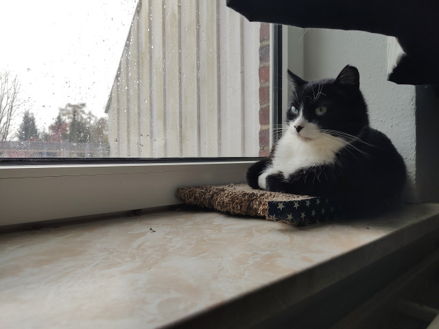 Der Kater Phips liegt entspannt auf einem Karton der auf einem Fensterbrett liegt und betrachtet den Regen