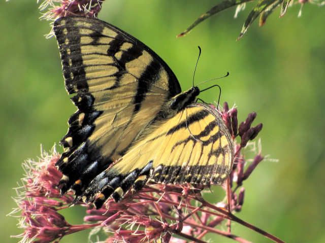 Photograph of an female Eastern tiger swallowtail, a predominantly yellow butterfly  with black and blue markings.(" Females may be either yellow or black, making them dimorphic. The yellow morph is similar to the male, but with a conspicuous band of blue spots along the hindwing, while the dark morph is almost completely black"). -Wikipedia
 It is feeding on nectar.