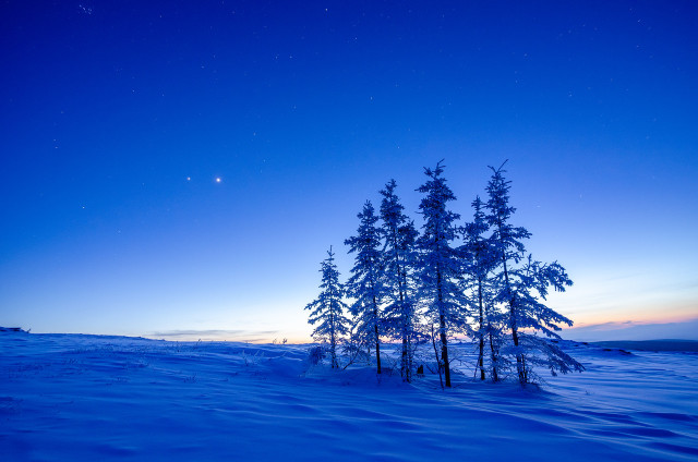 The image depicts a twilight scene on a snow-covered tundra atop Murphy Dome, near Fairbanks, Alaska. The sky transitions from a rich twilight blue to gentle shades of orange and yellow near the horizon. Against the sky, two bright celestial bodies—Jupiter and Venus—appear close together, shining brightly against the twilight and stand out among the other, dimmer stars, offering a spectacular view of a planetary conjunction. Below, a small cluster of black spruce trees, their branches covered in frost, punctuate the undulating white landscape, their dark silhouettes adding contrast to the cool, ambient light of the early evening sky.