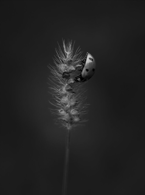 Black and white macro photo of a ladybug on a frond of a weed. The weed is positioned in the center of the image. The ladybug is captured from the side, climbing downwards. The background is entirely out of focus.