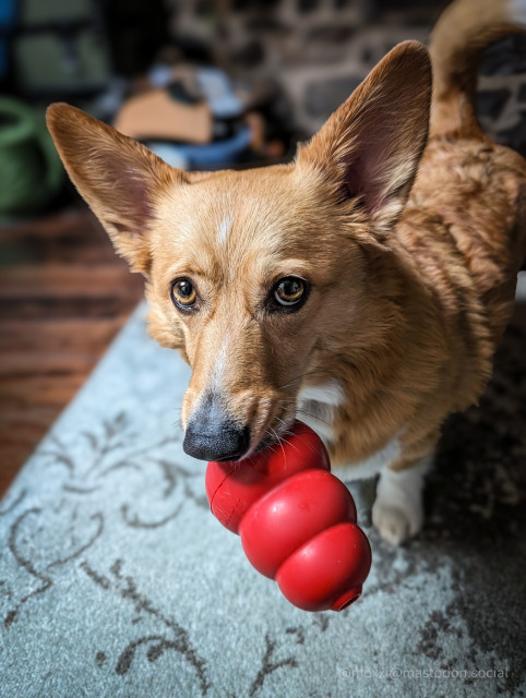 moxxi the corgi has a red Kong in her mouth. she's staring at the camera with begging eyes. she's on a blue and grey rug and the background is blurred.