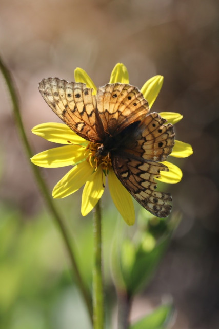 A Variegated fritillary butterfly on a yellow Slender Rosinweed flower. Dorsal view with the wings fully extended.

Further detail: the butterfly wings have a checkerboard pattern that includes a mix of tan and brown colors with thick black lines and a row of black spots on the outer edges of the wings. The intricate pattern always reminds me of a stained glass window. The butterfly is facing downward, with its head pointed at an 8 o'clock position. The Slender Rosinweed flower resembles a small sunflower with a ray of yellow daisy-like petals. The butterfly covers a large portion of the flower with the petals are arrayed behind it like a halo.