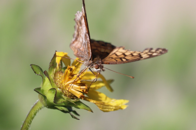 Front view of the same Variegated fritillary showing the butterfly's face. It is very reminiscent of a mouse, with large brown eyes and a pointed snout.

Photo also captures how windy it was yesterday afternoon. The butterfly is leaning to the right as a strong gust of wind knocked it sideways. It is clinging to a raggedy Slender Rosinweed flower, which is also leaning over. The butterfly's legs are pencil thin and seem far too spindly & fragile to have hung on, yet it never lost its grip, despite being hit with what must have felt like hurricane force winds to such a delicate creature. 