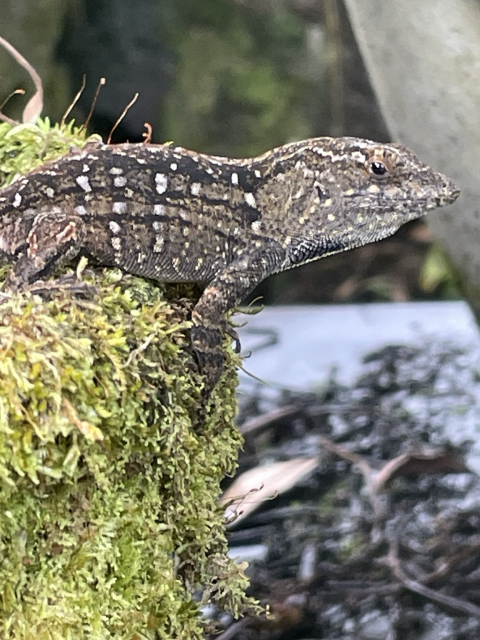 Classic lizard profile on mossy rock 
