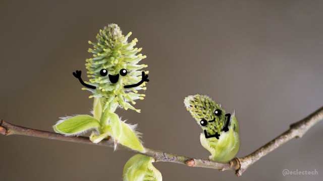 Photo of two catkins on a narrow branch. The one on the right is quite closed up, and a sweet smiling face has been drawn on it, plus arms resting across its lap. On the left is one that has burst open, a more explosive catkin, which has wide open upturned arms drawn on and a big, excited, smiling face.