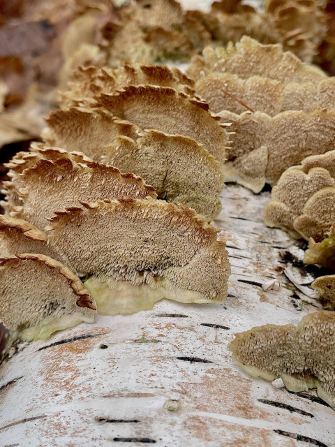 About a dozen in-focus undersides of small bracket mushrooms growing out of a fallen white birch log. Each mushroom is a ½ circle with brown, frilly (due to winter conditions) edges. The rest of the mushrooms are tan and feature tiny protrusions.