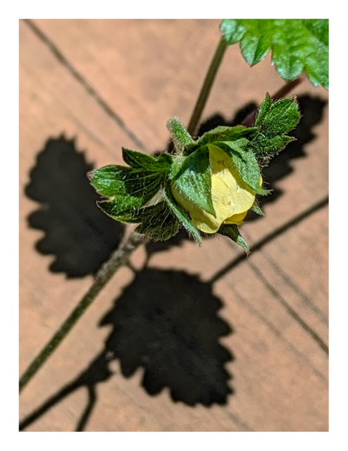 bright sun. extreme close-up. top view of a tiny yellow flower bud on a stem with dark green, furry leaves. it casts a shadow onto a piece of weathered lumber,