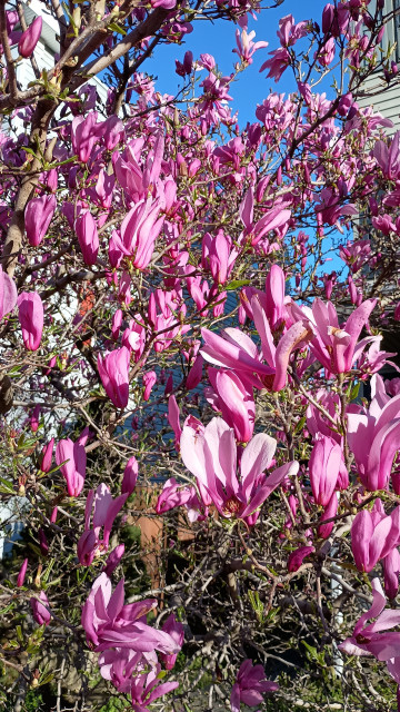 Some magnolia blossoms on tree branches looking like empty pink gloves hanging upside down, their fingers reaching up at the perfect blue sky.