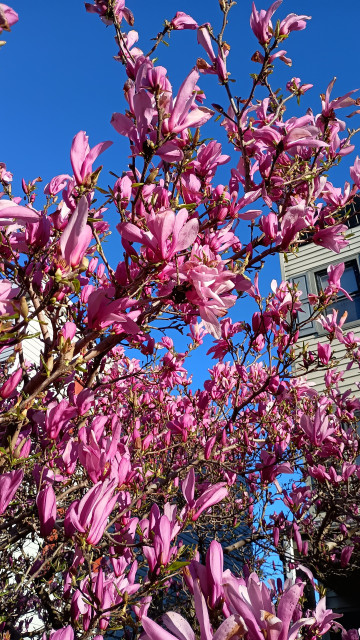 A different shot of the same magnolia tree. The corner of a rowhouse leans in behind the tree from the right 
The morning sun hits from the side. Some of the flowers are brilliantly lit.