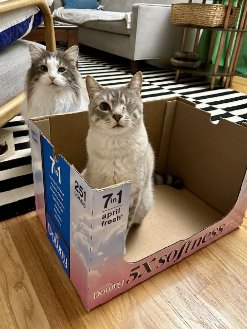 Doots, a one-eyed Lynx Point Siamese cat sitting inside a large open-air pink and blue cardboard box by Downy, printed with text like “7 in 1 April fresh” and “5x Softness.” 
Thor, a fluffy grey and white bicolor half-Ragdoll cat, sits just behind him outside the box. 