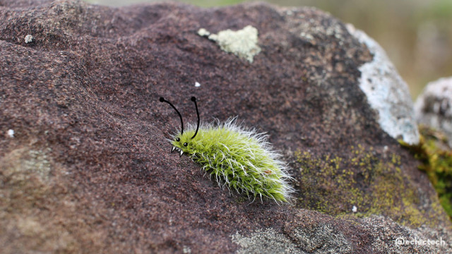 The top stone of a wall, a reddish colour with splodges of white lichen. In the centre, it is focused on a small green clump of moss, with white fur. It is growing in a slight crevice in the stone. I have drawn antennae, eyes and pointy teeth on. It's chomping down on the rock.