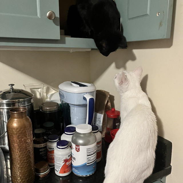 a black cat looks down from inside a kitchen cabinet at a white kitten on the counter top