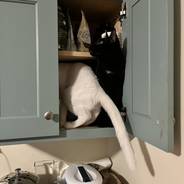 a white kitten crawls into a cabinet next to a black cat. The kitten's back legs and tail are visible, and the black cat is looking around at the next space to conquor