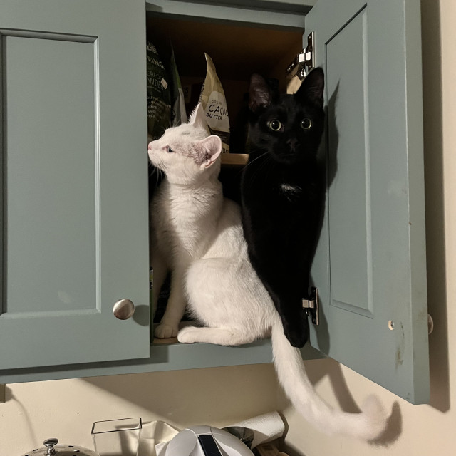 a white kitten next to a black cat, sitting side by side in an open kitchen cabinet, the black at looking at the viewer
