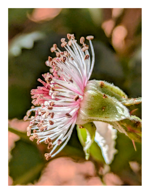 extreme close-up in late afternoon light. side view of a flower, minus its white petals but with brown-tipped white and pink stamen intact. the background is out of focus shapes in green and peach.