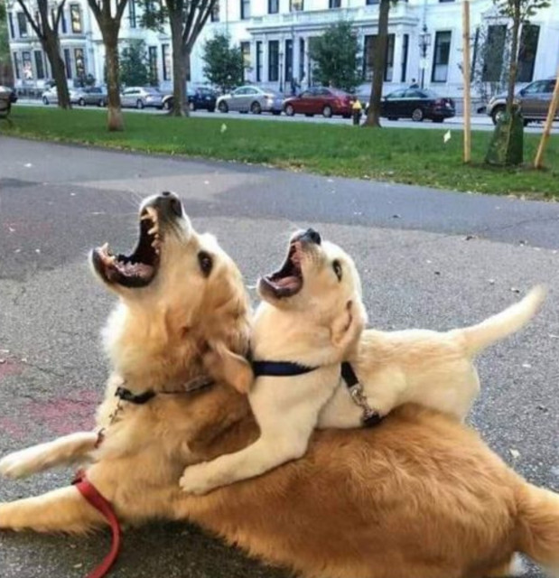 Photo of two yellow labradors on the city street. The small one is laying on the back of the big one. Both dogs have their mouths open as they apparently howling. 