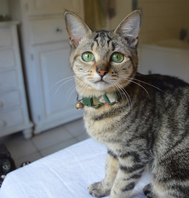 A small tabby cat with vivid green eyes. She is sitting on a white cloth colvered table, looking alertly at the camera. In the bottom left corner, one eye and paw of a black kitten can be seen, peering curiously at what's going on.
