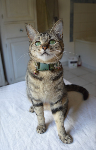 A small brown tabby cat sitting bolt upright, head tilted up at the camera. Her ears are quite large, and her eyes bright green. She sits on a white cloth, behind which cupboards, a tiled floor and bath can be seen.
