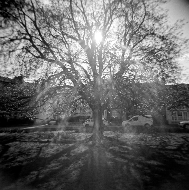 A black and white photograph showing a horse chestnut tree with mostly bare branches. The sun is shining behind the tree, creating rays of light through the branches. 