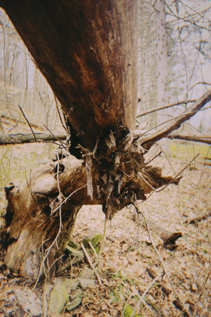 a split tree (gnarled at its base + splintering everywhere) with the smooth trunk still rising (snapshot quality)