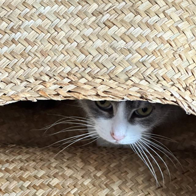 Cat face peeking out from a baskets
