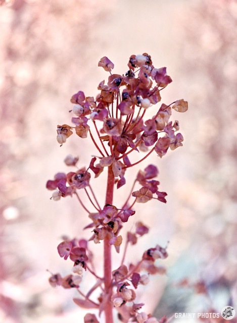 A close-up colour film photo of a pinkish wildflower. It looked like a dried specimen from the previous year.